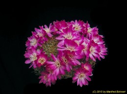 Sulcorebutia callichroma v. longispina HS78a 2192